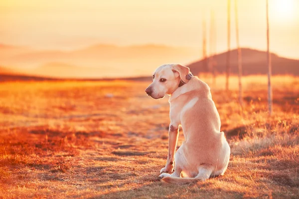 Собака на закате — стоковое фото