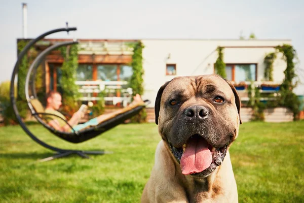 Hombre con perro en el jardín —  Fotos de Stock