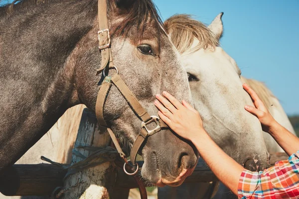 Muž s koňmi — Stock fotografie