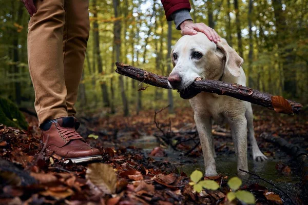 Homem Com Cão Floresta Outono Pet Proprietário Acariciando Seu Labrador — Fotografia de Stock