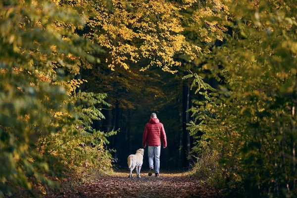 Rear View Man Dog Autumn Nature Pet Owner Walking His — Stock Photo, Image