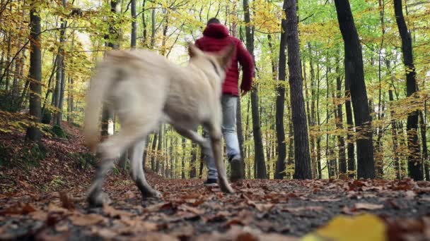 Achteraanzicht Van Mens Met Hond Herfstnatuur Huisdier Eigenaar Loopt Met — Stockvideo