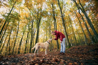 Sonbahar ormanı köpekli bir adam. Evcil hayvan sahibi şirin labrador köpeği için kurabiye tutuyor..