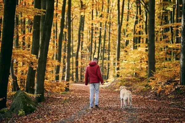 Achteraanzicht Van Mens Met Hond Herfstnatuur Huisdier Eigenaar Loopt Met — Stockfoto