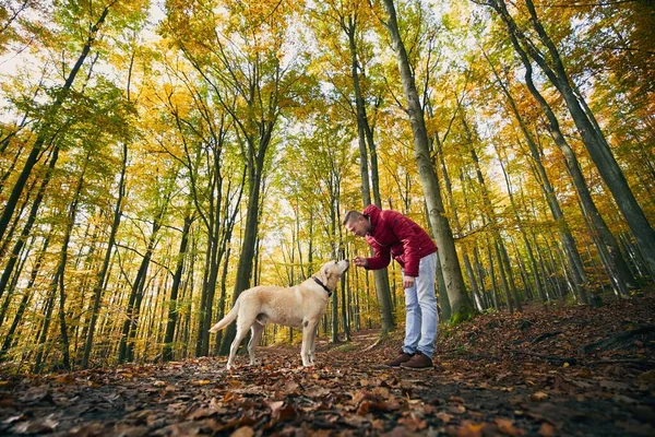 Hombre Con Perro Bosque Otoño Propietario Mascotas Sosteniendo Galleta Para —  Fotos de Stock