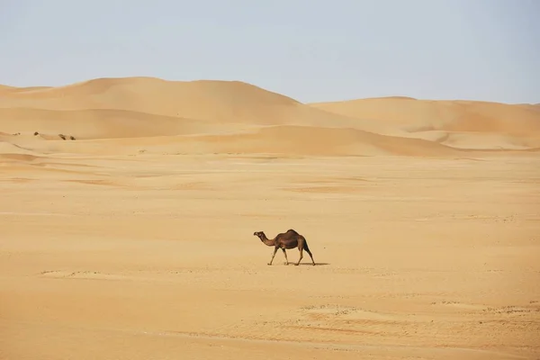 Osamělý Velbloud Kráčející Proti Písečným Dunám Pouštní Krajině Abu Dhabi — Stock fotografie