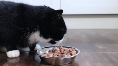 Kara kedi evde yemek yiyor. Metal kaseden beslenmeye yakın çekim.