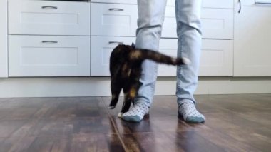 Evcil hayvanla ev hayatı. Kedi sahibine hoş geldin der (genç adam).