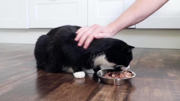 Οικογενειακή Ζωή Κατοικίδιο Χέρι Του Ανθρώπου Χαϊδεύοντας Μαύρη Γάτα Κατά — Αρχείο Βίντεο