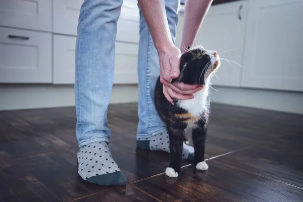 Domestic Life Pet Man Stroking His Mottled Cat Home Kitchen — Stock Photo, Image