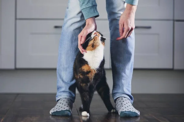 Domestic Life Pet Man Stroking His Mottled Cat Home Kitchen — Stock Photo, Image