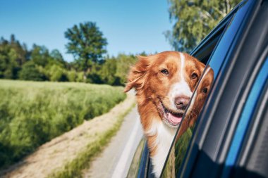 Güneşli yaz gününde köpek arabayla seyahat eder. Nova Scotia Duck Tolling Kameraya bakıyor ve yolculuğun tadını çıkarıyor. 