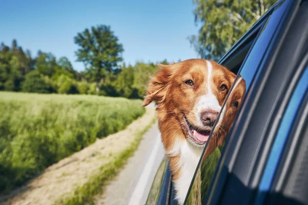 Dog Travel Car Sunny Summer Day Nova Scotia Duck Tolling — Stock Photo, Image