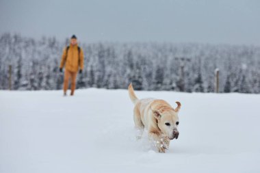 Kış doğasında köpeği olan genç bir adam. Labrador Retriever ormanda karda koşuyor. Jizera Dağları, Çek Cumhuriyeti