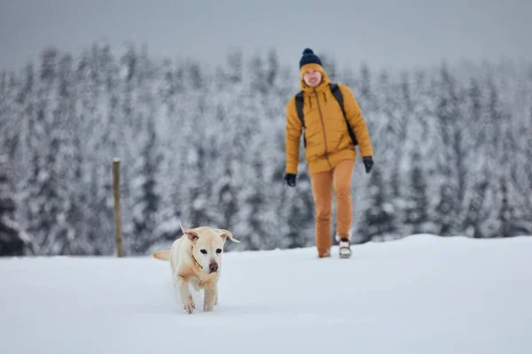 Молодий Чоловік Собакою Зимовий Характер Лабрадор Відбігає Снігом Проти Лісу — стокове фото