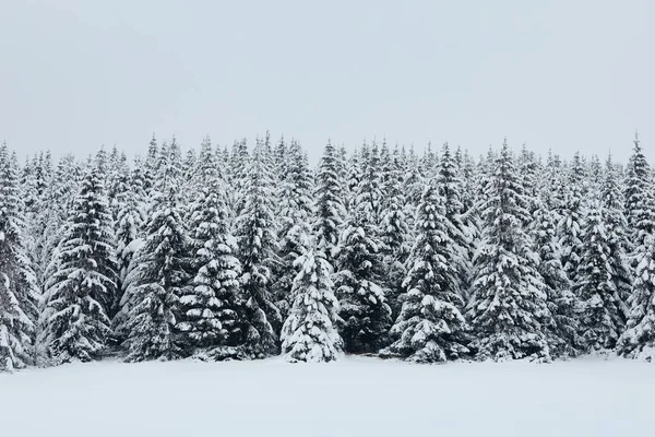 Soğuk Bir Günde Dağ Ormanında Kış Manzarası Kar Fırtınasından Sonra — Stok fotoğraf