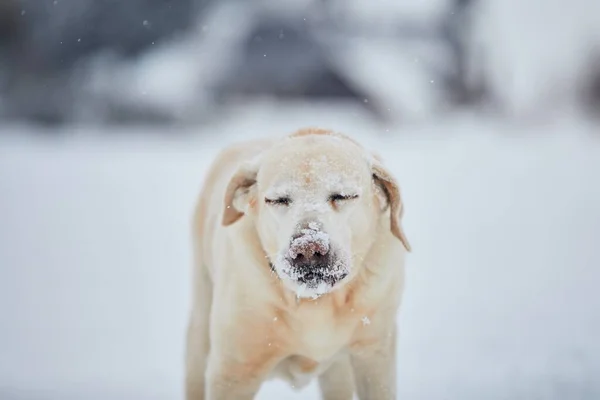 Zimny Pysk Labradora Retrievera Cute Portret Psa Zimie Natura — Zdjęcie stockowe