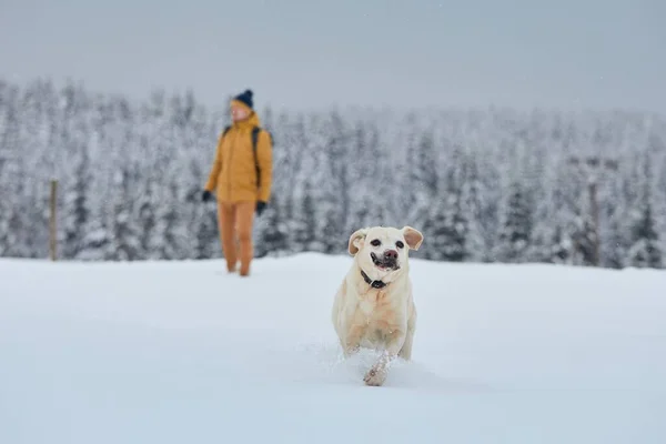 Divertente Labrador Retriever Che Corre Nella Neve Contro Foresta Giovane — Foto Stock