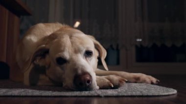 Yaşlı köpek evde dinleniyor. Yorgun labrador av köpeği uykuya dalarken halıya uzanıyor ve uyuyor..