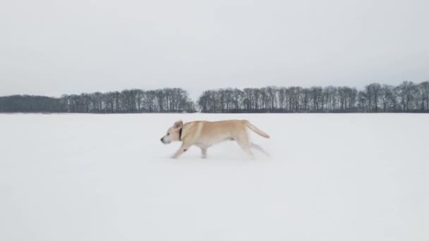 Perro Feliz Nieve Antiguo Labrador Activo Recuperador Corriendo Durante Día — Vídeo de stock