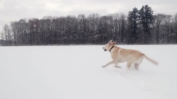 Gelukkige Hond Sneeuw Actieve Oude Labrador Retriever Draait Tijdens Winterdag — Stockvideo