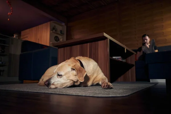Köpekle Hayatı Tatlı Labrador Retriever Kanepede Dinlenen Telefon Kullanan Adama — Stok fotoğraf