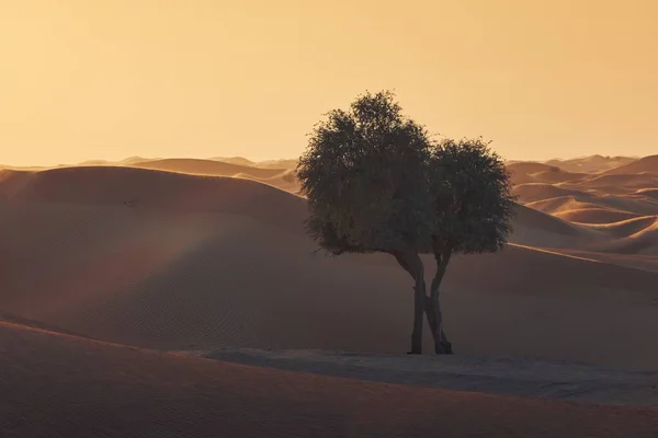 Two Trees Middle Sand Dunes Desert Landscape Sunset Abu Dhabi — Stock Photo, Image