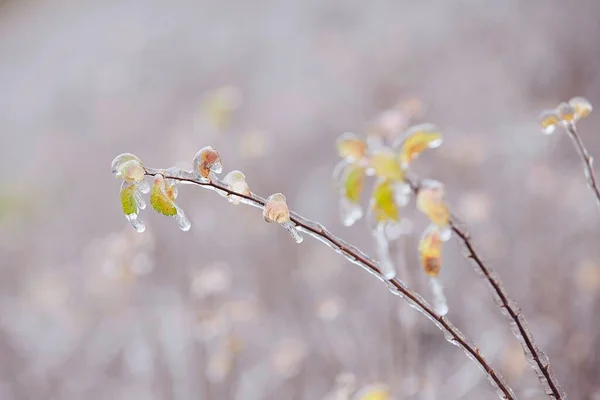 Close Frozen Plants Coverd Ice Rain Winter Day — Stock Photo, Image