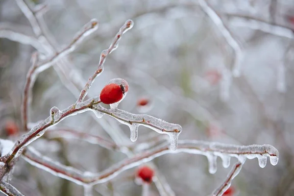 Close Frozen Rose Hip Coverd Ice Rain Winter Day — Stock Photo, Image