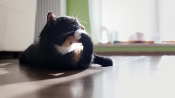 Nahaufnahme Einer Niedlichen Katze Die Boden Liegt Und Sonnigen Tagen — Stockvideo