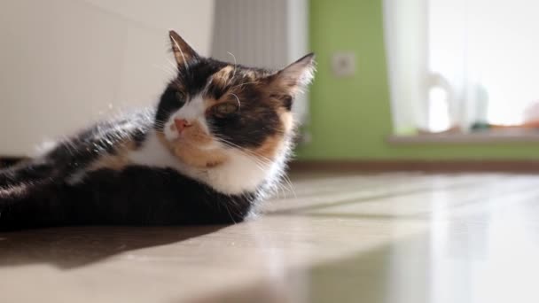 Close Gato Alegre Descansando Chão Casa Durante Dia Ensolarado Temas — Vídeo de Stock
