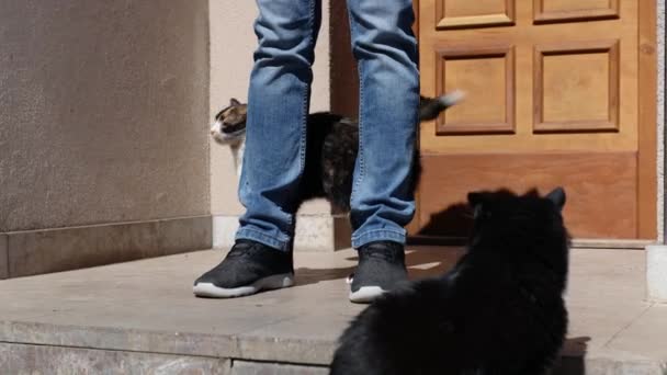 Domestic Life Pet Man Stroking His Mottled Cat Front Door — Stock Video