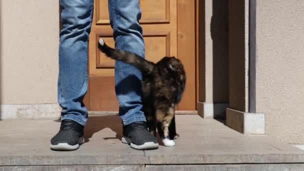 Vida Doméstica Con Mascota Hombre Acariciando Gato Moteado Frente Puerta — Vídeos de Stock