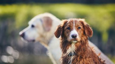 Yazın iki köpeğin portresi. Labrador 'a karşı Nova Scotia Duck Tolling Retriever pozuyla bayrak.