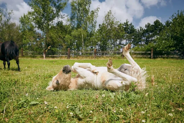 Vtipné Hříbě Miniaturního Koně Ležícího Zádech Trávě Uvnitř Výběhu Během — Stock fotografie