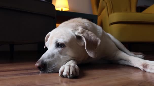Szomorú Kutya Fekszik Várja Gazdáját Labrador Retriever Pihentető Otthon Videóklipek