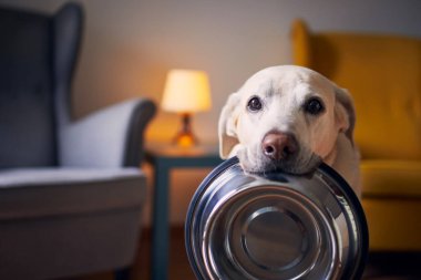 Üzgün gözlü aç köpek evde beslenmek için bekliyor. Tatlı Labrador Retriever 'ın ağzında köpek kasesi var..