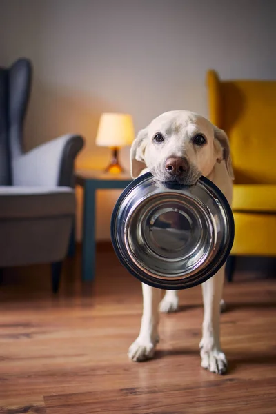 Perro Hambriento Con Ojos Tristes Está Esperando Para Alimentarse Casa — Foto de Stock