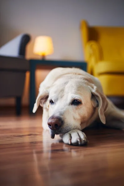 Husdjursliv Porträtt Äldre Hund Hemma Uttråkad Labrador Retriver Liggande Mot — Stockfoto