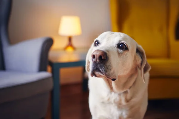 Vida Doméstica Con Perro Retrato Del Lindo Recuperador Labrador Senior —  Fotos de Stock