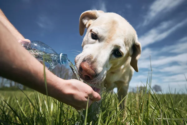 Dog Drinking Water Plastic Bottle Pet Owner Takes Care His — Stock Photo, Image