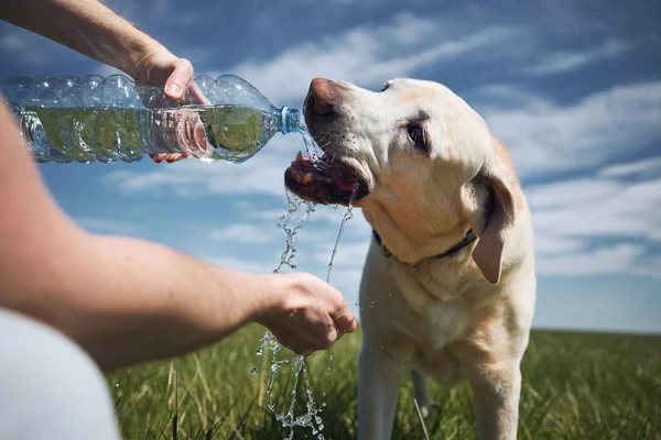 狗喝塑料瓶里的水 在炎热的晴天 宠物主人会照顾他的拉布拉多猎犬 — 图库照片