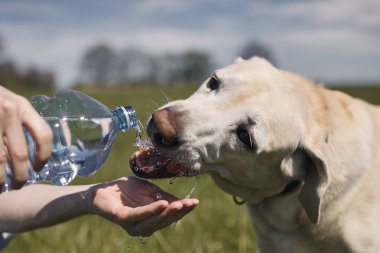 Plastik şişeden köpek içme suyu. Evcil hayvan sahibi sıcak güneşli bir günde labrador av köpeğiyle ilgilenir..