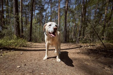 Ormanda yürüyüş yolunda neşeli bir köpek. Yaz gezisi boyunca eski Labrador 'un ön görüntüsü.