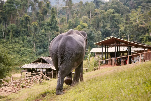 Gran Elefante Caminando Por Sendero Hacia Aldea Contra Selva Tropical —  Fotos de Stock