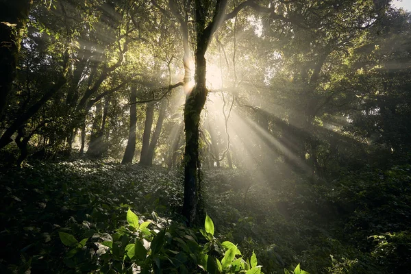 Soleil Matin Brille Travers Les Arbres Dans Belle Forêt Tropicale — Photo