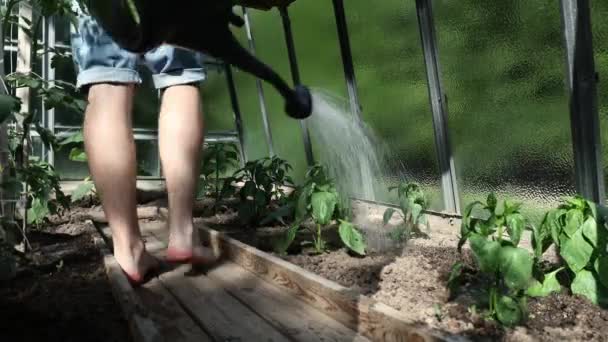 Gießen Aus Der Plastikgießkanne Garten Gärtner Arbeitet Gewächshaus Echtzeit Auflösung — Stockvideo