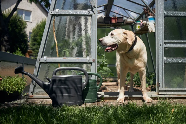 Evin Bahçesinde Meraklı Bir Köpek Güneşli Bahar Gününde Seradan Bakan — Stok fotoğraf