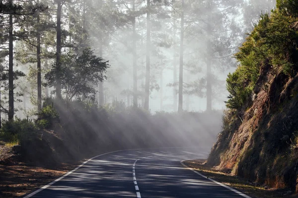 Sis Içindeki Güneş Işınları Asfalt Yolu Tenerife Deki Sisli Ormandan — Stok fotoğraf