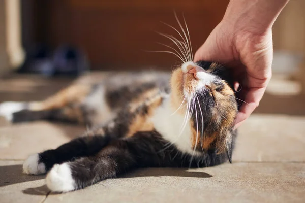 Vie Domestique Avec Animal Compagnie Homme Caressant Son Chat Tacheté — Photo